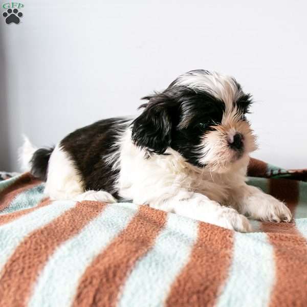 Micky, Shih Tzu Puppy